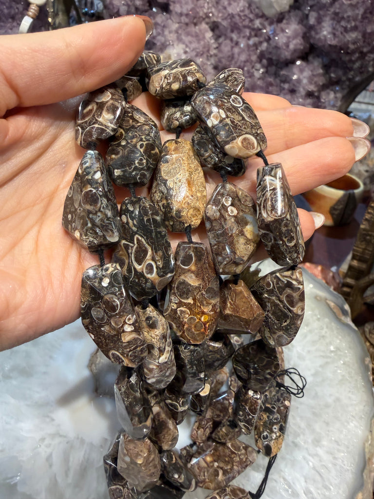 Turritella fossil cut 20-30mm gemstone beads