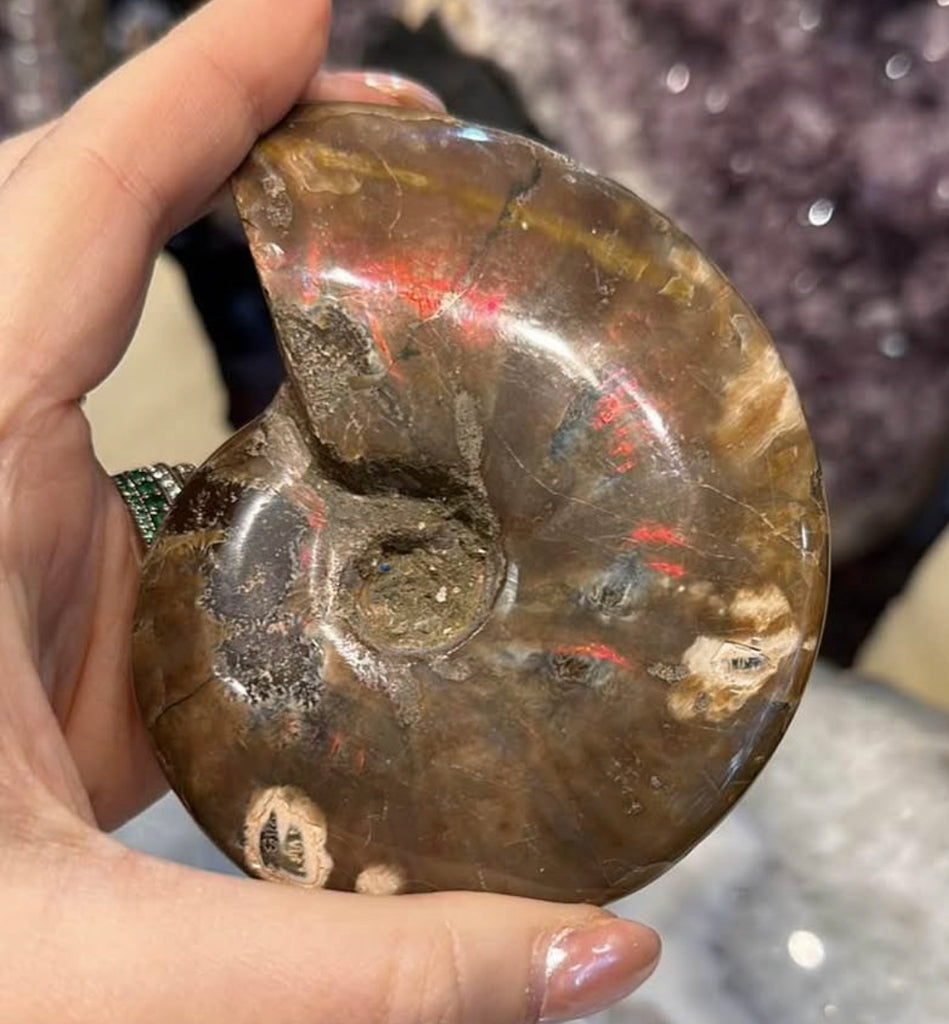 Ammonite fossil specimen