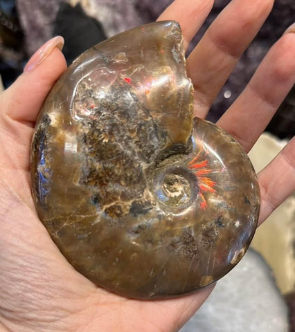 Ammonite fossil specimen