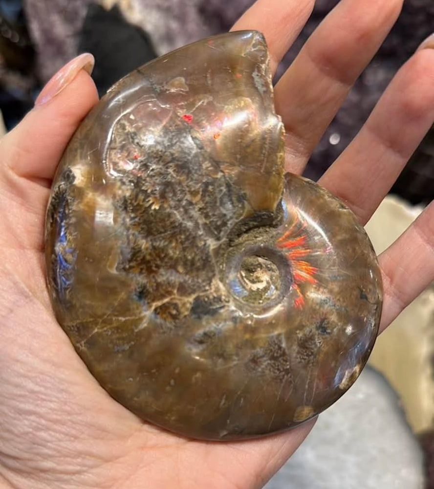 Ammonite fossil specimen