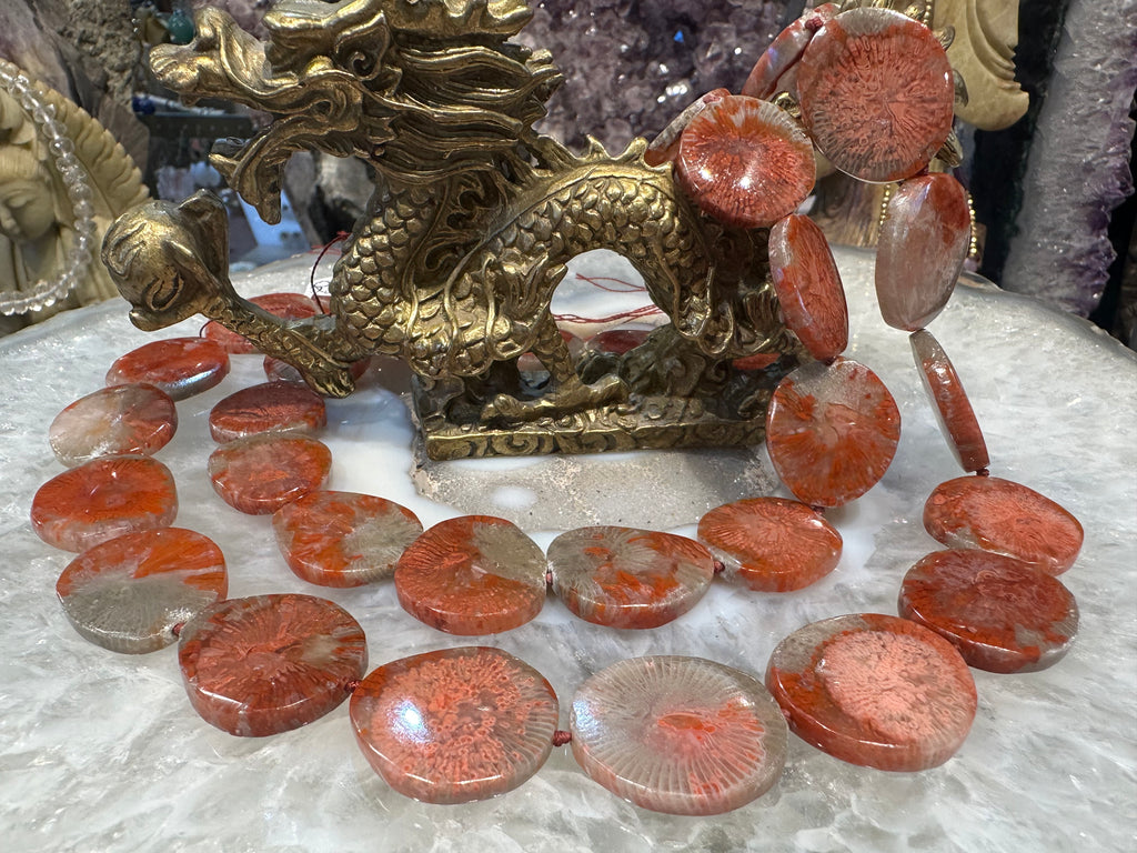 Superb red horn fossil coral 22-25mm