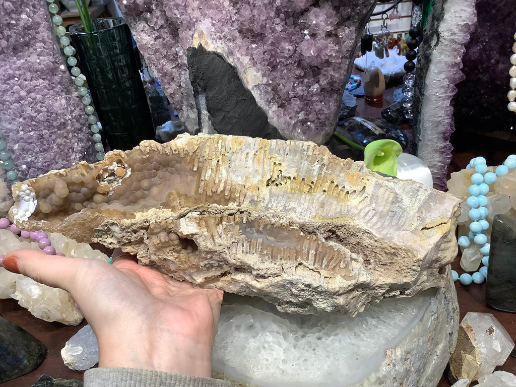 Natural fossilized coral gemstone specimen rare