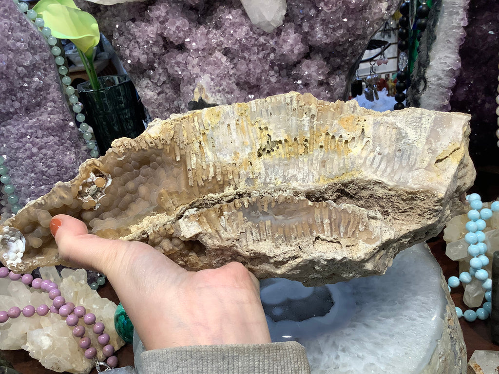 Natural fossilized coral gemstone specimen rare