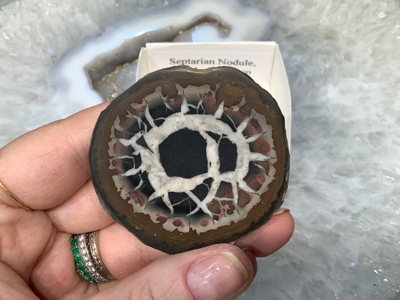 Septarian nodule specimen